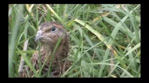 Английская черная