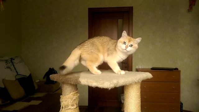 Британские котята,серебристые шиншиллы.