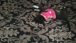 Как ведёт себя собака дома