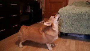 Корги злится и ругается / Angry Corgi