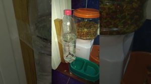 Автопоилка для кошек