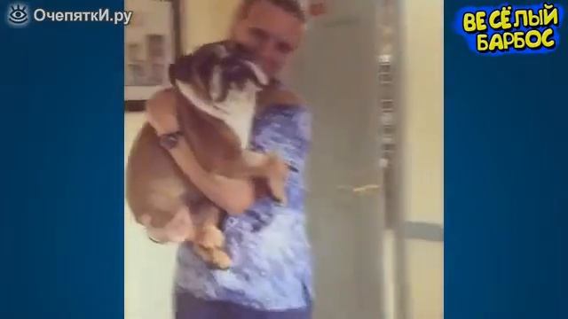 Смешные моменты домашних животных 😂🤣 смотреть онлайн