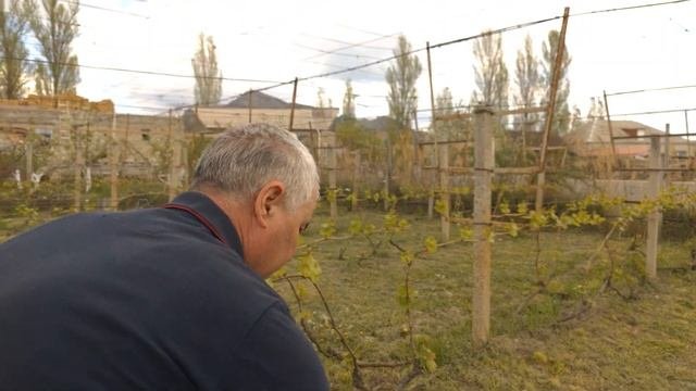 Обработка винограда препаратами на основе меди.