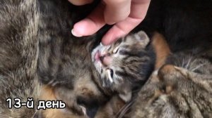 новорожденные КОТЯТА, 20 дней за 5 минут
