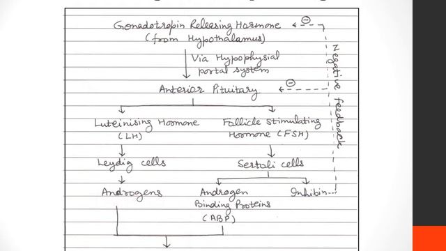Spermatogenesis (English) | Human Reproduction (Part 3) | Biology Class 12/NEET