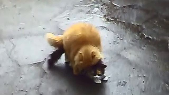 жестокий секас по любви... смотреть онлайн