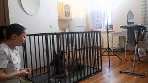 Приучение собаки к клетке