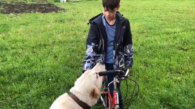 13.06.2022 гуляем с утра с собакой смотреть онлайн