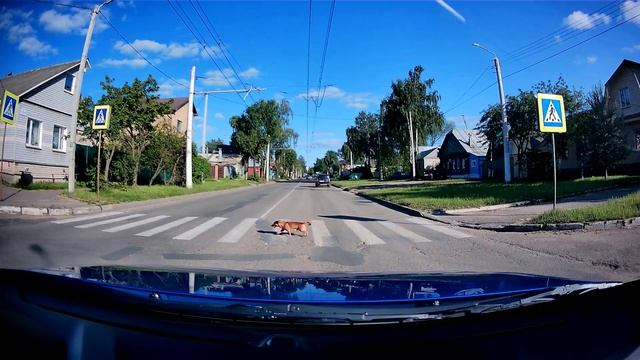 Собаки умнее некоторых людей смотреть онлайн