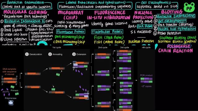 Biotechnology | Molecular Biology 10 | PP Notes | Campbell 7E Ch. 9 смотреть онлайн