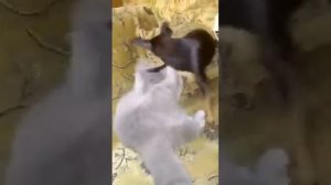 Собака ест кошку!!!