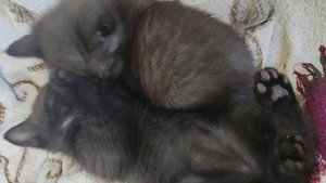 Котята. 1,5 месяца. Остались черная и серая девочки