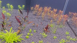 Состояние аквариума