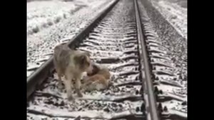 Пёс два дня прикрывал телом раненую подругу на рельсах...