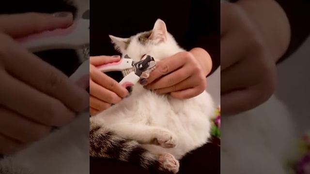 Когтерез для животных с пилкой, когтерез для собак, когтерез для кошек смотреть онлайн