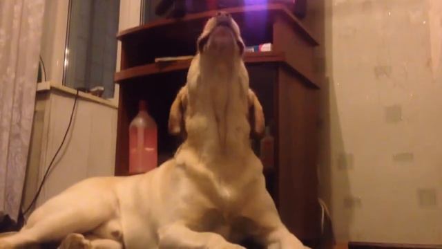 Elvis and Raymond - only you. Лабрадор поет с Элвисом смотреть онлайн