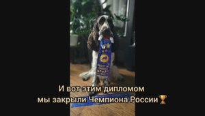 выставка РКФ "ИДЕАЛ" 09.11.2024
Крокус-Экспо