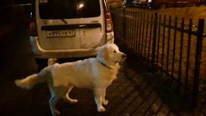 Собаки видит призраков?