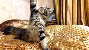 Котенок мейн-кун Magic Forest Hunter, 4 месяца