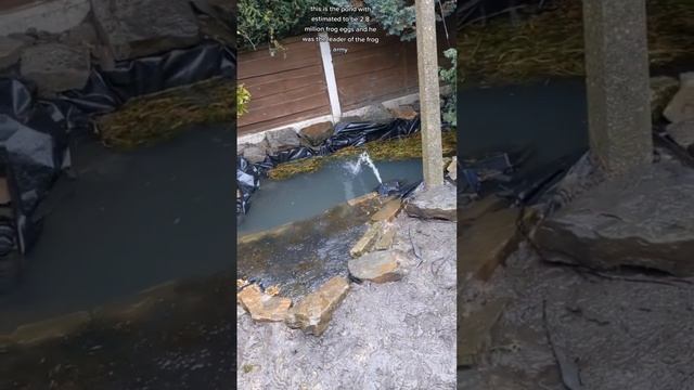 this is the story of the king of the frog army. leader of 2.8 million tadpoles and how he is doing🐸 смотреть онлайн