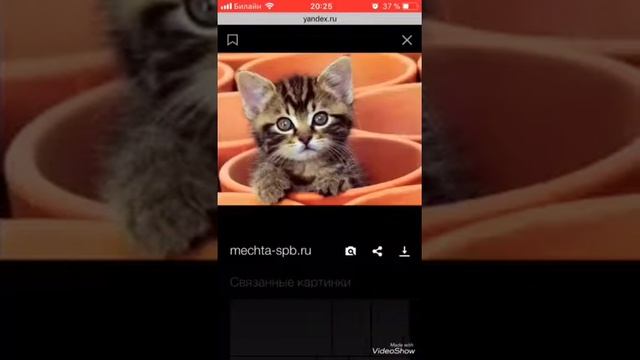 Девушка кошка!!! Обращение к зрителю!!! смотреть онлайн