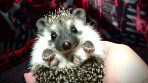 Как я приучаю ежиков к рукам. Обзор всех малышей первого помета Дульсинеи и Барона