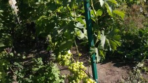 Виноград. Осветляем грозди.