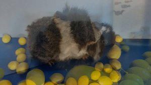 Морская свинка порода Ангорская и Альпака