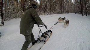 Хаски впервые в упряжке! Ездовой спорт.