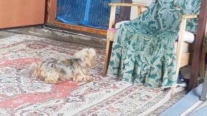 кто сильнее кот или собака