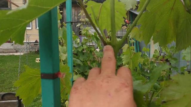 Виноград. Снова - режем, щипем и стрежо́м. смотреть онлайн