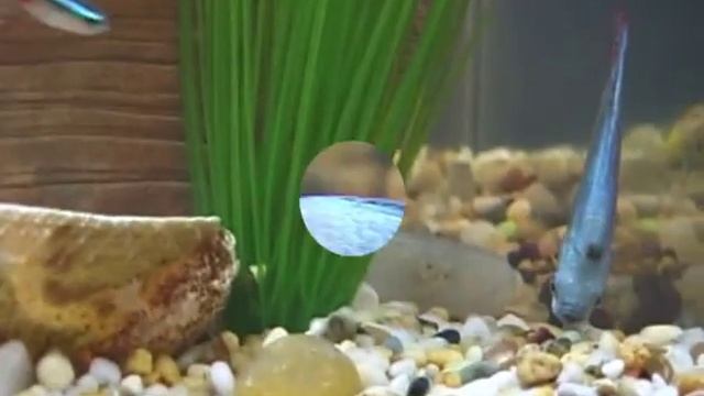 Fisk tank (Dwarf Gourami) смотреть онлайн