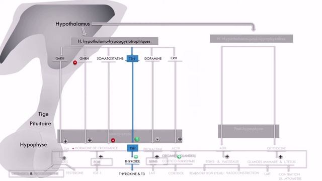 TSH смотреть онлайн