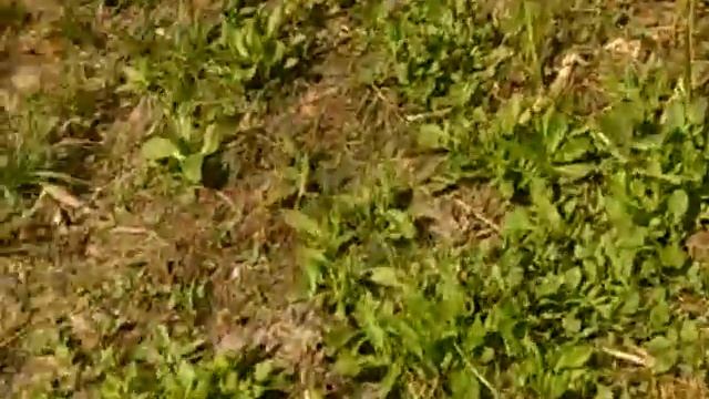 СУПЕРпустырь или СУПЕРуспокаивающее действие касоты СЕЙ как пустырник форте эвалар на...