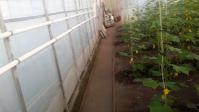 Первые подкормки для плодоношения огурца. 29й день от высадки #subscribe #землядел #сад #огород