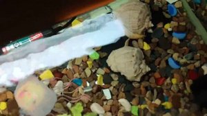 наша черепашка