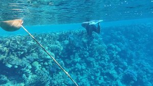 Большой скат орляк.mp4