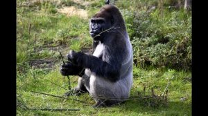 Звук рычания гориллы.Рык гориллы