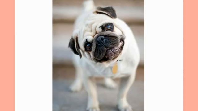 красивые породы собак😍🐕🐩 смотреть онлайн