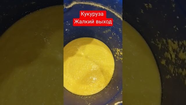 Кукуруза выход без дробины