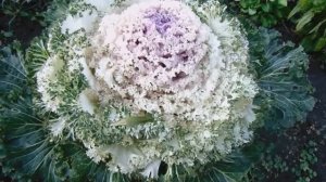 Выращивание и уход за Декоративной Капустой. Цветущие однолетники в октябре на Урале.