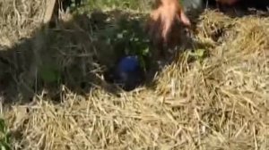 Прогрев почвы.