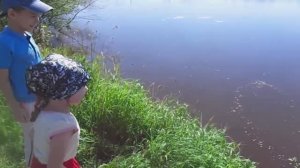 Охотничья Собака Лабрадор Всегда Принесет с Озера Добычу.