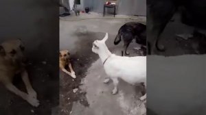 Коза Зина. Ржач. Умора. Смотреть всем. Goat КОЗА против СОБАКИ !!! Жесть !!! Коза щимит собак !!!