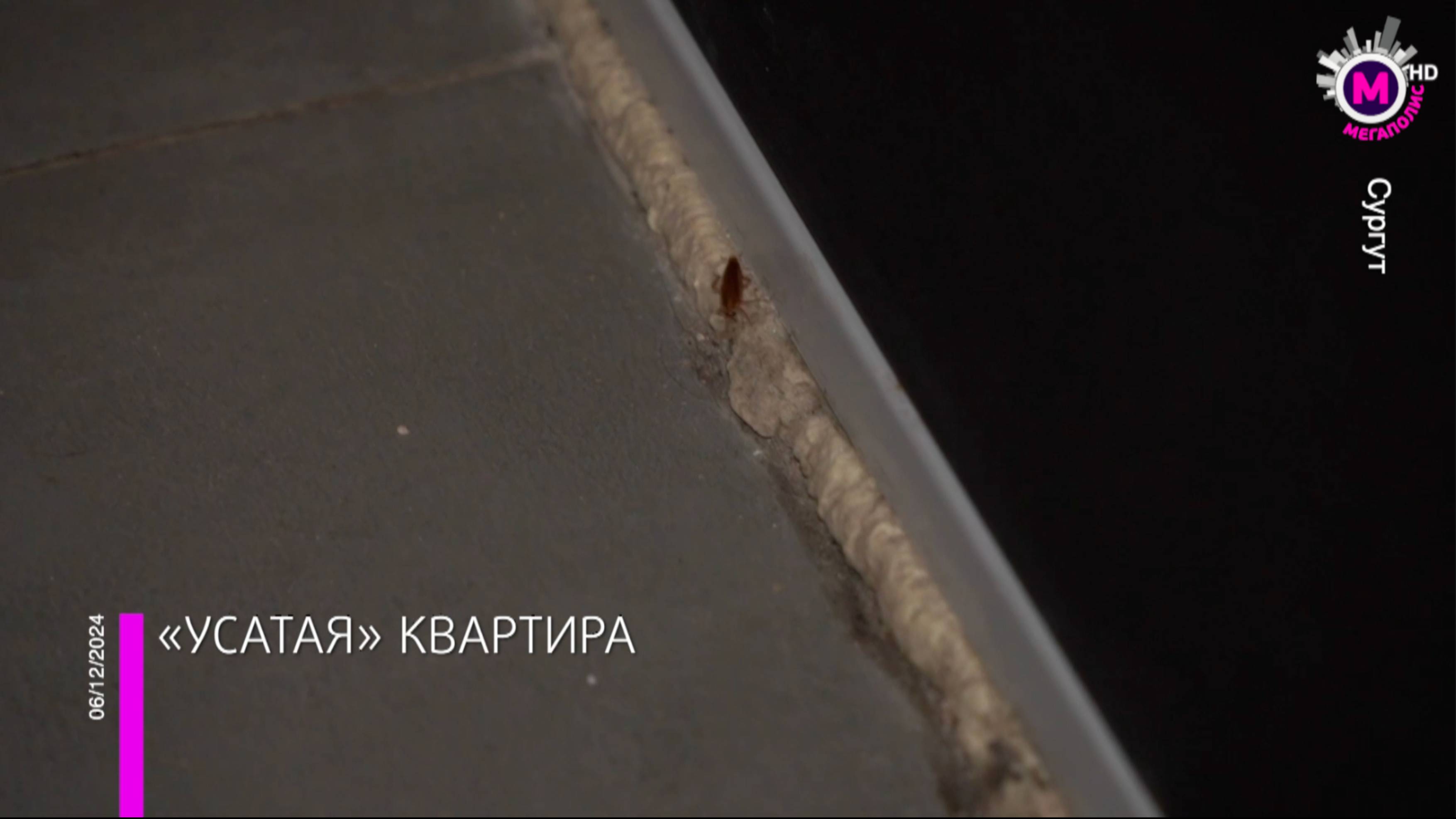 Мегаполис – Квартира с тараканами – Сургут