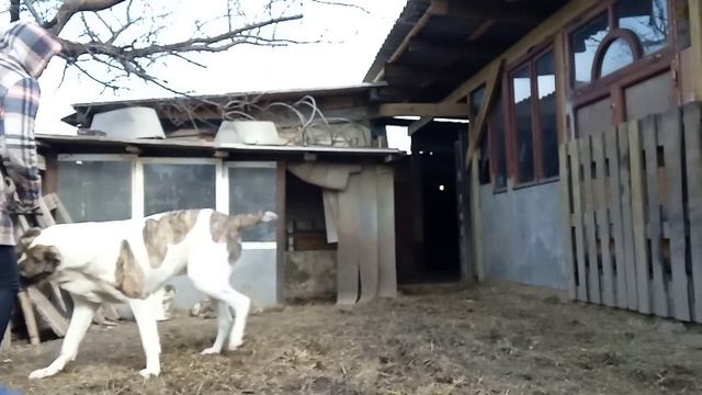 Алабай Айкуша не хочет играть,а хочет охранять! смотреть онлайн