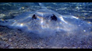 О скатах Красного моря