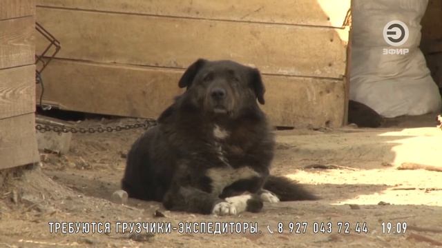 В Казани прошел круглый стол по проблемам обращения с животными смотреть онлайн