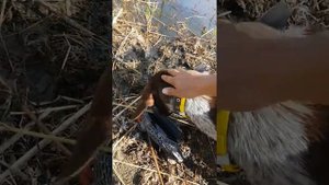 Обучение ягдтерьера приносить утку
