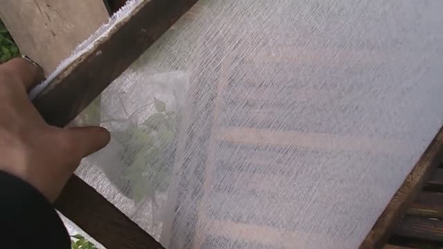 Как собирать Прополис (How to collect propolis).